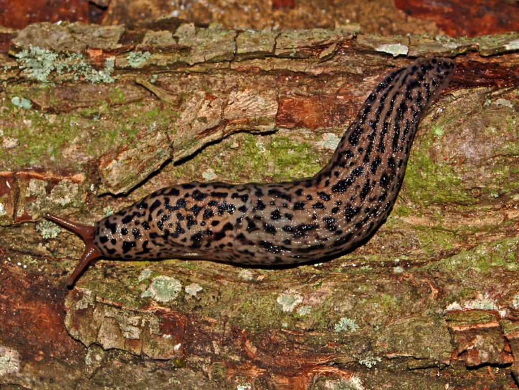 Un Limax maximus dell''entroterra ligure (GE)